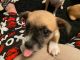 Chihuahua Puppies for sale in Gulfport, FL 33707, USA. price: NA