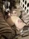 Chihuahua Puppies for sale in Newark, DE, USA. price: $150