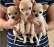 Chihuahua Puppies for sale in Daytona Beach, FL, USA. price: NA