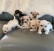 Chihuahua Puppies for sale in Daytona Beach, FL, USA. price: NA