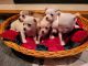 Chihuahua Puppies for sale in Prior Lake, MN, USA. price: $1,800