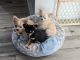 Chihuahua Puppies for sale in Orlando, FL, USA. price: NA