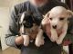 Chihuahua Puppies for sale in Las Vegas, NV 89107, USA. price: NA