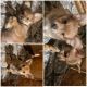 Chihuahua Puppies for sale in Kingfisher, OK 73750, USA. price: NA
