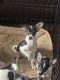 Chihuahua Puppies for sale in Athens, AL, USA. price: NA