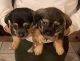 Chihuahua Puppies for sale in Gresham, OR, USA. price: NA