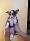 Chihuahua Puppies for sale in 9 Comanche Ave, Rockaway, NJ 07866, USA. price: NA