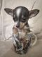 Chihuahua Puppies for sale in 9 Comanche Ave, Rockaway, NJ 07866, USA. price: NA
