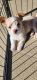 Chihuahua Puppies for sale in Port Charlotte, FL, USA. price: NA