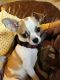 Chihuahua Puppies for sale in Broken Arrow, OK, USA. price: NA