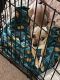 Chihuahua Puppies for sale in Minneapolis, MN, USA. price: $950
