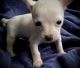 Chihuahua Puppies for sale in Lebanon, NJ 08833, USA. price: NA