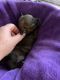 Chihuahua Puppies for sale in Davenport, FL, USA. price: NA