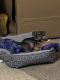 Chihuahua Puppies for sale in El Campo, TX 77437, USA. price: NA