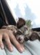 Chihuahua Puppies for sale in Spring Hill, FL, USA. price: NA
