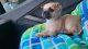 Chihuahua Puppies for sale in Santa Clarita, CA 91387, USA. price: $300
