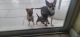 Chihuahua Puppies for sale in Tampa, FL, USA. price: $500