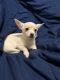 Chihuahua Puppies for sale in North Branch, MN 55056, USA. price: $400