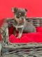 Chihuahua Puppies for sale in Los Angeles, CA 90022, USA. price: $800