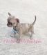 Chihuahua Puppies for sale in Shamokin, PA 17872, USA. price: NA