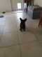 Chihuahua Puppies for sale in Palm Bay Rd NE, Palm Bay, FL, USA. price: $500