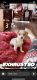 Chihuahua Puppies for sale in McKnight, PA 15237, USA. price: $500