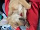 Chihuahua Puppies for sale in Canton, OH 44705, USA. price: $250