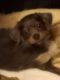 Chihuahua Puppies for sale in Minot, ND, USA. price: NA