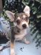 Chihuahua Puppies for sale in Lakeland, FL, USA. price: NA