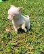 Chihuahua Puppies for sale in New Castle County, DE, USA. price: $200