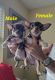 Chihuahua Puppies for sale in Central Florida, FL, USA. price: NA