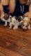 Chihuahua Puppies for sale in Ann Arbor, MI 48103, USA. price: $700