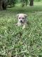 Chihuahua Puppies for sale in Tampa, FL, USA. price: $350