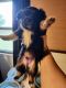 Chihuahua Puppies for sale in Gilmer, TX, USA. price: NA