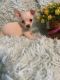 Chihuahua Puppies for sale in Mead, OK 73449, USA. price: $400