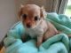 Chihuahua Puppies for sale in Lewes, DE 19958, USA. price: $800