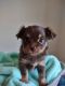 Chihuahua Puppies for sale in Lewes, DE 19958, USA. price: $2,400