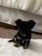Chihuahua Puppies for sale in Longwood, FL 32779, USA. price: NA