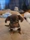 Chihuahua Puppies for sale in Marlow, OK 73055, USA. price: $300