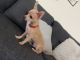 Chihuahua Puppies for sale in New Castle, DE 19720, USA. price: NA
