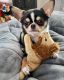 Chihuahua Puppies for sale in Los Angeles, CA, USA. price: $450