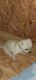 Chihuahua Puppies for sale in Gilmer, TX, USA. price: $15,000