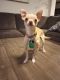 Chihuahua Puppies for sale in Kyle, TX, USA. price: $300