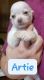 Chihuahua Puppies for sale in Kittanning, PA 16201, USA. price: $600