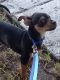 Chihuahua Puppies for sale in Kissimmee, FL, USA. price: $200