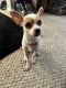 Chihuahua Puppies for sale in Rockford, IL, USA. price: $350