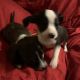 Chihuahua Puppies for sale in Rockford, IL, USA. price: $450