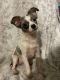 Chihuahua Puppies for sale in Mead, OK 73449, USA. price: $600