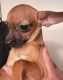 Chihuahua Puppies for sale in Sylmar, Los Angeles, CA, USA. price: $150