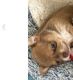 Chihuahua Puppies for sale in Long Beach Blvd, Long Beach, CA, USA. price: $300